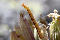 Eupithecia carpophagata Eupithecia carpophagata